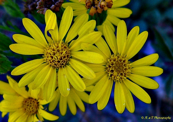 {Chrysopsis mariana}